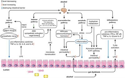 Gut microbiota dysbiosis: The potential mechanisms by which alcohol disrupts gut and brain functions